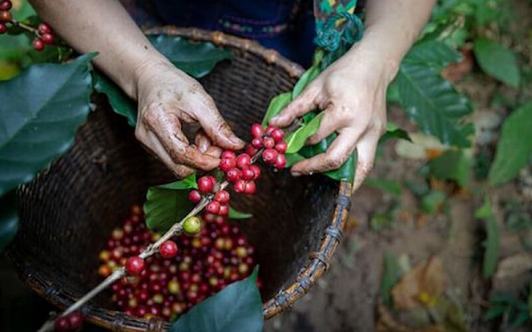 giá cà phê mới nhất hôm nay