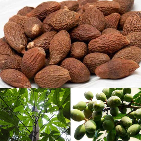hạt ươi là gì?