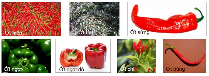 các giống ớt tại Việt Nam