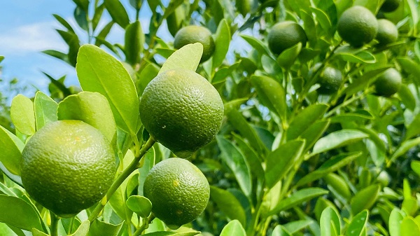 tắc bao nhiêu 1kg tại vườn