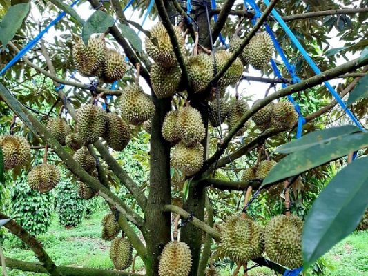 giá sầu riêng Ri6 hôm nay
