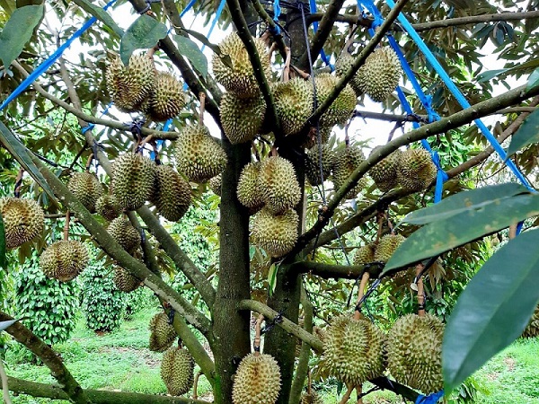 giá sầu riêng Ri6 hôm nay