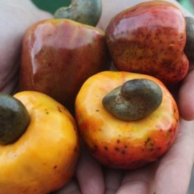 tác hại của hạt điều